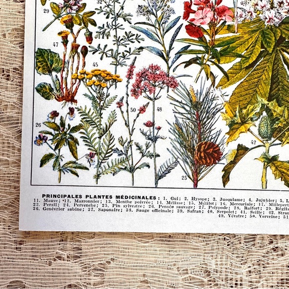 Vintage French Herbal Medicine Floral Scientific Chart Print 8x10 - Picture 5 of 6